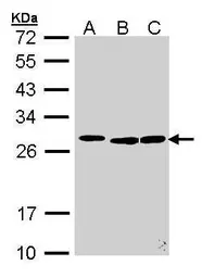 Anti-SFRS9 antibody used in Western Blot (WB). GTX101465