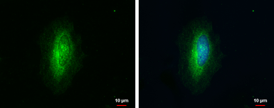 Anti-ARHGAP1 antibody [N1N3] used in Immunocytochemistry/ Immunofluorescence (ICC/IF). GTX101472