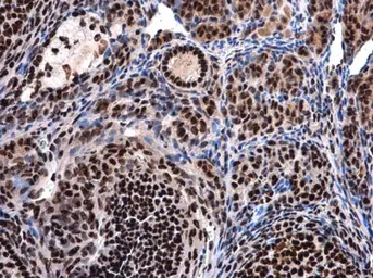 Anti-BAT1 antibody [N1C2] used in IHC (Paraffin sections) (IHC-P). GTX101475