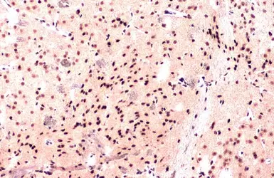 Anti-PTBP1 antibody used in IHC (Paraffin sections) (IHC-P). GTX101481