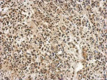 Anti-PTBP1 antibody used in IHC (Paraffin sections) (IHC-P). GTX101481