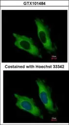 Anti-EIF4A2 antibody used in Immunocytochemistry/ Immunofluorescence (ICC/IF). GTX101484