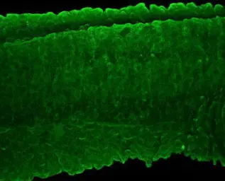 Anti-EIF4A2 antibody used in IHC (Whole mount) (IHC-Wm). GTX101484