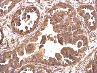 Anti-EIF4A2 antibody used in IHC (Paraffin sections) (IHC-P). GTX101484