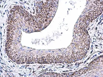 Anti-COX5A antibody [N1C3] used in IHC (Paraffin sections) (IHC-P). GTX101487