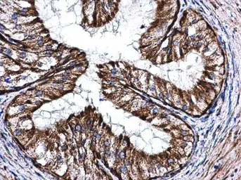 Anti-COX5A antibody [N1C3] used in IHC (Paraffin sections) (IHC-P). GTX101487