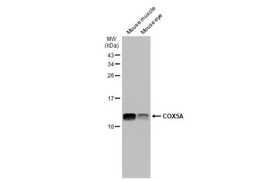 Anti-COX5A antibody [N1C3] used in Western Blot (WB). GTX101487