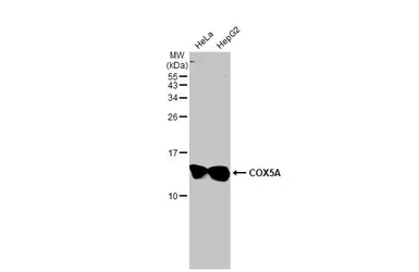 Anti-COX5A antibody [N1C3] used in Western Blot (WB). GTX101487