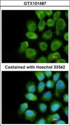 Anti-COX5A antibody [N1C3] used in Immunocytochemistry/ Immunofluorescence (ICC/IF). GTX101487