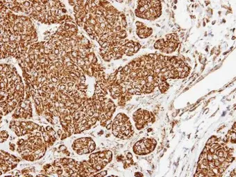 Anti-COX5A antibody [N1C3] used in IHC (Paraffin sections) (IHC-P). GTX101487