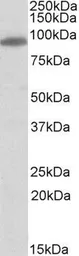 Anti-MYRIP antibody, C-term used in Western Blot (WB). GTX10149