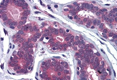 Anti-MYRIP antibody, C-term used in IHC (Paraffin sections) (IHC-P). GTX10149