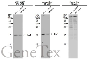 Anti-Iba1 antibody used in Western Blot (WB). GTX101495