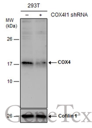 Anti-COX4 antibody used in Western Blot (WB). GTX101499