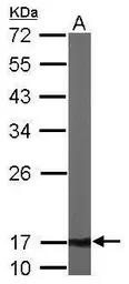 Anti-ATP5D antibody used in Western Blot (WB). GTX101503