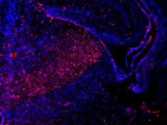 Anti-SOX2 antibody used in IHC (Frozen sections) (IHC-Fr). GTX101506