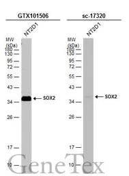 Anti-SOX2 antibody used in Western Blot (WB). GTX101506