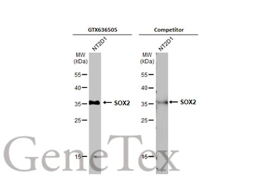 Anti-SOX2 antibody [N1C3] used in Western Blot (WB). GTX101507