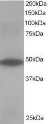 Anti-ORP1 antibody, C-term used in Western Blot (WB). GTX10151
