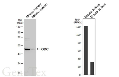 Anti-ODC antibody [N3C3] used in Western Blot (WB). GTX101521