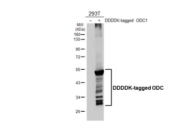 Anti-ODC antibody [N3C3] used in Western Blot (WB). GTX101521