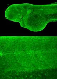Anti-SEPT7 antibody [N3C3] used in IHC (Whole mount) (IHC-Wm). GTX101533