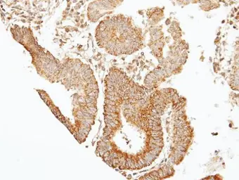 Anti-SEPT7 antibody [N3C3] used in IHC (Paraffin sections) (IHC-P). GTX101533