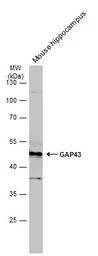 Anti-GAP43 antibody used in Western Blot (WB). GTX101535