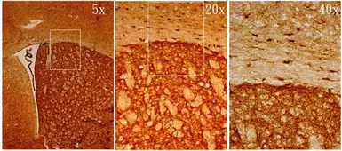 Anti-Musashi 1 antibody [N3C3] used in IHC (Frozen sections) (IHC-Fr). GTX101540