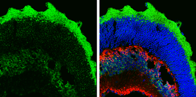 Anti-Musashi 1 antibody [N3C3] used in IHC (Frozen sections) (IHC-Fr). GTX101540