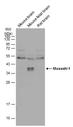 Anti-Musashi 1 antibody [N3C3] used in Western Blot (WB). GTX101540
