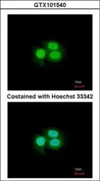 Anti-Musashi 1 antibody [N3C3] used in Immunocytochemistry/ Immunofluorescence (ICC/IF). GTX101540