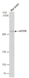Anti-mTOR antibody [C1], Internal used in Western Blot (WB). GTX101558