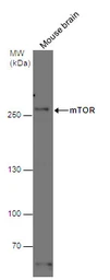 Anti-mTOR antibody [C1], Internal used in Western Blot (WB). GTX101558