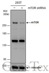 Anti-mTOR antibody [C1], Internal used in Western Blot (WB). GTX101558