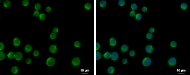 Anti-DOK2 antibody [N1C1] used in Immunocytochemistry/ Immunofluorescence (ICC/IF). GTX101577
