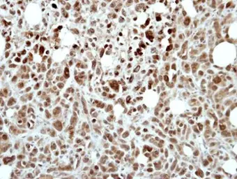 Anti-RING1 antibody [N1N3] used in IHC (Paraffin sections) (IHC-P). GTX101671