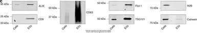 Anti-Calnexin antibody [N3C2], Internal used in Western Blot (WB). GTX101676