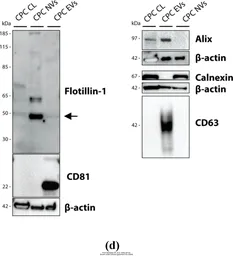 Anti-Calnexin antibody [N3C2], Internal used in Western Blot (WB). GTX101676
