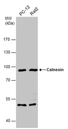 Anti-Calnexin antibody [N3C2], Internal used in Western Blot (WB). GTX101676