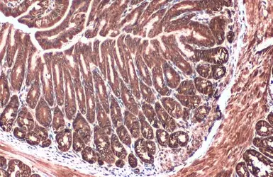 Anti-Calnexin antibody [N3C2], Internal used in IHC (Paraffin sections) (IHC-P). GTX101676