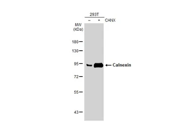 Anti-Calnexin antibody [N3C2], Internal used in Western Blot (WB). GTX101676