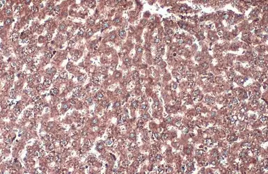 Anti-Calnexin antibody [N3C2], Internal used in IHC (Paraffin sections) (IHC-P). GTX101676