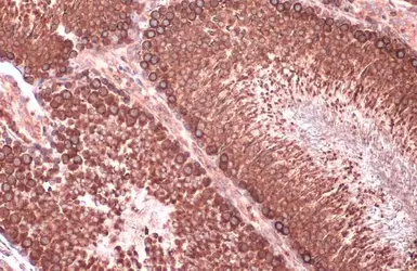 Anti-Calnexin antibody [N3C2], Internal used in IHC (Paraffin sections) (IHC-P). GTX101676
