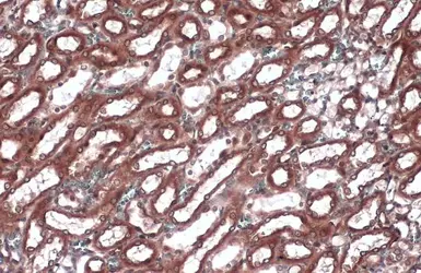 Anti-Calnexin antibody [N3C2], Internal used in IHC (Paraffin sections) (IHC-P). GTX101676