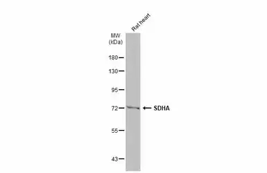 Anti-SDHA antibody used in Western Blot (WB). GTX101689