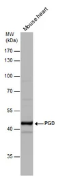 Anti-PGD antibody used in Western Blot (WB). GTX101704