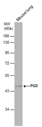 Anti-PGD antibody used in Western Blot (WB). GTX101704