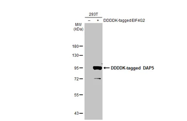 Anti-DAP5 antibody used in Western Blot (WB). GTX101710