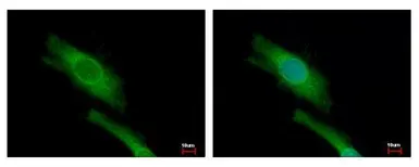 Anti-DAP5 antibody used in Immunocytochemistry/ Immunofluorescence (ICC/IF). GTX101710